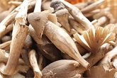 Nấm mối ủ chất kích thích: Đặc sản đầu độc người ăn Nấm mối ủ chất kích thích: Đặc sản đầu độc người ăn