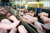 Phạt nặng và siết chặt quản lý chất cấm trong chăn nuôi Phạt nặng và siết chặt quản lý chất cấm trong chăn nuôi
