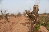 Người trồng đào lại lo mất Tết Người trồng đào lại lo mất Tết