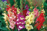 Cách cắm hoa lay ơn đơn giản ngày Tết Cách cắm hoa lay ơn đơn giản ngày Tết
