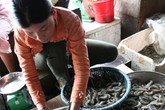 Dễ mất mạng vì ăn tôm sống, ốc sên Dễ mất mạng vì ăn tôm sống, ốc sên