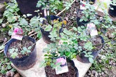 Hoa hồng Nhật 1,5 triệu/cây tặng chị em ngày 8/3 Hoa hồng Nhật 1,5 triệu/cây tặng chị em ngày 8/3