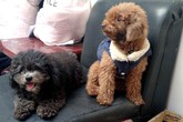 Áo hàng hiệu, khăn sành điệu: Chó cưng nhà giàu đón rét Áo hàng hiệu, khăn sành điệu: Chó cưng nhà giàu đón rét