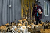 Kỳ lạ "vương quốc" có 22 người dân và 120 con mèo Kỳ lạ "vương quốc" có 22 người dân và 120 con mèo