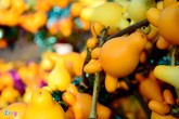 Khách Sài Gòn tìm mua trái dư 'độc' chưng Tết Khách Sài Gòn tìm mua trái dư 'độc' chưng Tết
