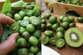 Kiwi tí hon khiến các bà nội trợ mê tít Kiwi tí hon khiến các bà nội trợ mê tít