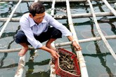 Nuôi hàu sữa lãi trăm triệu mỗi năm ở vùng biển Sa Huỳnh Nuôi hàu sữa lãi trăm triệu mỗi năm ở vùng biển Sa Huỳnh