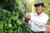 Vườn kiểng độc của chủ nhân cặp khế 7 tỷ đồng Vườn kiểng độc của chủ nhân cặp khế 7 tỷ đồng