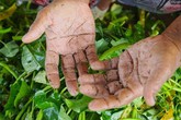Đôi bàn tay chai sần, ẩm mốc của những người nhặt rau muống thuê ở Sài Gòn Đôi bàn tay chai sần, ẩm mốc của những người nhặt rau muống thuê ở Sài Gòn