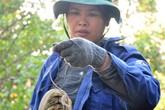 Thu lãi cả trăm triệu đồng mỗi năm nhờ nuôi kỳ nhông cát Thu lãi cả trăm triệu đồng mỗi năm nhờ nuôi kỳ nhông cát