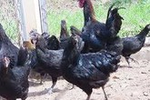 400.000 đồng/kg đặc sản gà Mông đen biếu Tết 400.000 đồng/kg đặc sản gà Mông đen biếu Tết