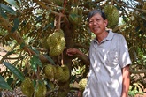 Ông trùm sầu riêng lãi bạc tỷ mỗi năm Ông trùm sầu riêng lãi bạc tỷ mỗi năm