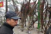 Xem đào rừng về Thủ đô, giá cao ngất ngưởng Xem đào rừng về Thủ đô, giá cao ngất ngưởng