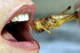 Ăn côn trùng tốt hơn ăn thịt Ăn côn trùng tốt hơn ăn thịt