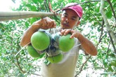 Vườn bưởi hồ lô chưng Tết 10 triệu đồng 4 quả ở Đồng Nai Vườn bưởi hồ lô chưng Tết 10 triệu đồng 4 quả ở Đồng Nai