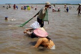 Ngư dân miền Tây đổ xô cào sò huyết kiếm tiền triệu Ngư dân miền Tây đổ xô cào sò huyết kiếm tiền triệu