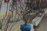 Cái Tết thê thảm của người trồng đào: "Lãi 6 nghìn 420 đồng/ngày" Cái Tết thê thảm của người trồng đào: "Lãi 6 nghìn 420 đồng/ngày"