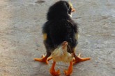 Kỳ lạ chú gà mới nở có 4 chân Kỳ lạ chú gà mới nở có 4 chân