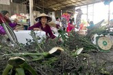 Bí ẩn động cơ của thương lái lạ tận thu cau non với giá trên trời để làm thuốc Bí ẩn động cơ của thương lái lạ tận thu cau non với giá trên trời để làm thuốc