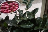Cây cảnh gắn bằng nhựa, đinh tái xuất dịp gần Tết Cây cảnh gắn bằng nhựa, đinh tái xuất dịp gần Tết