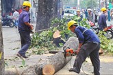 Tiếng cưa và tiếng kêu Tiếng cưa và tiếng kêu