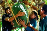 Tận mắt coi những cây, hoa khủng, quà "độc" làm nóng tết Ất Mùi Tận mắt coi những cây, hoa khủng, quà "độc" làm nóng tết Ất Mùi