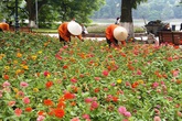 Hà Nội hối hả chào mừng ngày Quốc khánh Hà Nội hối hả chào mừng ngày Quốc khánh