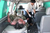 Gỡ diều trên đường dây trung thế, bị điện phóng cháy mặt Gỡ diều trên đường dây trung thế, bị điện phóng cháy mặt