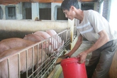 Nuôi lợn bằng thuốc bắc lãi trăm triệu mỗi tháng Nuôi lợn bằng thuốc bắc lãi trăm triệu mỗi tháng