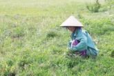 Ngỡ ngàng chuyện đổ xô đi nhổ cỏ để bán Ngỡ ngàng chuyện đổ xô đi nhổ cỏ để bán