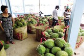 Thương lái Trung Quốc mua sầu riêng non để ngâm hóa chất? Thương lái Trung Quốc mua sầu riêng non để ngâm hóa chất?