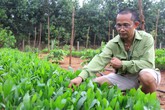 “Trùm đá đỏ” trắng tay thành ông chủ hơn 100 ha rừng keo “Trùm đá đỏ” trắng tay thành ông chủ hơn 100 ha rừng keo