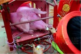 Sẽ rước lợn thay vì chém lợn Sẽ rước lợn thay vì chém lợn