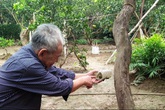 Bưởi Diễn còn trên cây, ngoài chợ đã tràn lan Bưởi Diễn còn trên cây, ngoài chợ đã tràn lan