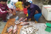 Lập lờ cá sông thành cá suối Sa Pa: Người mua mất tiền oan Lập lờ cá sông thành cá suối Sa Pa: Người mua mất tiền oan