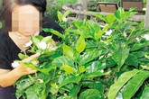 Lạ lùng cây tăng ham muốn “phòng the” cho gia chủ Lạ lùng cây tăng ham muốn “phòng the” cho gia chủ