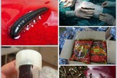 Không có cơ sở khoa học khi cho rằng, đỉa có thể sống trong dạ dày Không có cơ sở khoa học khi cho rằng, đỉa có thể sống trong dạ dày