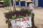 Mận tím “khủng” đột lốt Sapa bán ngập phố Mận tím “khủng” đột lốt Sapa bán ngập phố