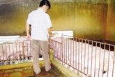 Kinh ngạc loại “thuốc” vỗ lợn tăng 30- 40kg/tháng Kinh ngạc loại “thuốc” vỗ lợn tăng 30- 40kg/tháng