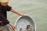 Phóng sinh dịp Rằm tháng Bảy thế nào để không mắc nghiệp ác? Phóng sinh dịp Rằm tháng Bảy thế nào để không mắc nghiệp ác?