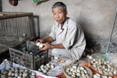 Hải Phòng: Hai vạn quả trứng vịt bị trả về, hàng chục hộ dân điêu đứng Hải Phòng: Hai vạn quả trứng vịt bị trả về, hàng chục hộ dân điêu đứng