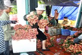 Vải thiều “ngọt” hơn nhờ giá “chát”? Vải thiều “ngọt” hơn nhờ giá “chát”?