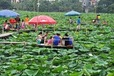 Nhộn nhịp quanh hồ Tây, doanh thu bạc triệu nhờ sen Nhộn nhịp quanh hồ Tây, doanh thu bạc triệu nhờ sen