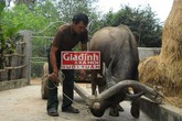 Dị nhân xứ Nghệ có biệt tài... “nói chuyện” với trâu, bò Dị nhân xứ Nghệ có biệt tài... “nói chuyện” với trâu, bò
