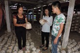 Người phụ nữ nghèo thành chủ trang trại nấm linh chi bạc tỷ Người phụ nữ nghèo thành chủ trang trại nấm linh chi bạc tỷ