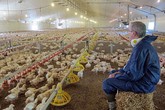 Vòng đời 35 ngày của một chú gà KFC Vòng đời 35 ngày của một chú gà KFC