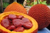 Thuốc hay dân gian trị viêm xoang chỉ từ 25 hạt gấc Thuốc hay dân gian trị viêm xoang chỉ từ 25 hạt gấc