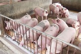 Gom lợn bán sang Trung Quốc đẩy giá thịt lợn tăng Gom lợn bán sang Trung Quốc đẩy giá thịt lợn tăng