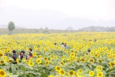 Nghìn người đổ xô đến đồi hoa hướng dương bên đường mòn Hồ Chí Minh Nghìn người đổ xô đến đồi hoa hướng dương bên đường mòn Hồ Chí Minh