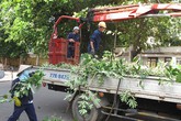 Chặt bỏ hơn 3.000 cây hoa sữa vì mùi hương nồng nặc Chặt bỏ hơn 3.000 cây hoa sữa vì mùi hương nồng nặc
